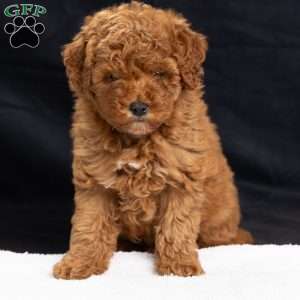 Pansy, Miniature Poodle Puppy